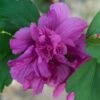 Hibiscus Syriacus Freedom - Althéa -Naturelle Boutique hibiscus syriacus freedom 9545 1 1