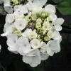 Hortensia - Hydrangea Macrophylla Libelle (Teller White) -Naturelle Boutique hortensia Libelle 67998 3