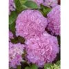 Hortensia - Hydrangea Macrophylla Big Data Pink -Naturelle Boutique hortensia big data pink 23226
