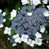 Hortensia - Hydrangea Serrata Blue Bird -Naturelle Boutique hortensia blue bird 67818 1 1