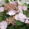 Hortensia - Hydrangea Macrophylla Dolce Gipsy 1 Hortensia - Hydrangea Macrophylla Dolce Gipsy -Naturelle Boutique hortensia dolce gipsy 67874 1