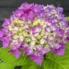 Hortensia - Hydrangea Macrophylla Flair & Flavours' Sweet Cupcake -Naturelle Boutique hortensia flair flavours sweet cupcake23238