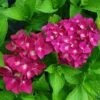 Hortensia - Hydrangea Macrophylla Green Shadow En Pot De 2/3L -Naturelle Boutique hortensia hydrangea macrophylla green shadow 671147 1