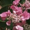 Hortensia - Hydrangea Serrata Santiago -Naturelle Boutique hortensia serrata santiago 67871 1