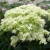 Hortensia Arborescens Hayes Starbust -Naturelle Boutique hydrangea arborescens hayes starbust 671348 1