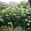 Hortensia Arborescens Lime Rickey -Naturelle Boutique hydrangea lime rickey 85451 1