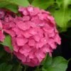 Hortensia - Hydrangea Macrophylla Dolce Fragola 1 Hortensia - Hydrangea Macrophylla Dolce Fragola -Naturelle Boutique hydrangea macrophylla dolce fragola 86036 1