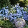 Hortensia - Hydrangea Macrophylla Generale Vicomtesse De Vibraye 2 Hortensia - Hydrangea Macrophylla Generale Vicomtesse De Vibraye -Naturelle Boutique hydrangea macrophylla generale vicomtesse de vibraye 67857 1