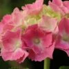 Hortensia - Hydrangea Macrophylla Gertrud Glahn -Naturelle Boutique hydrangea macrophylla gertrud glahn 88326 fl