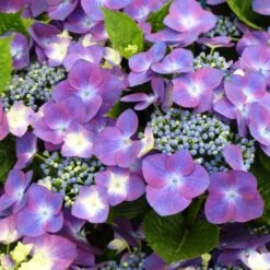 Hortensia - Hydrangea Macrophylla Kardinal Violet