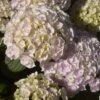 Hortensia - Hydrangea Macrophylla Kazan -Naturelle Boutique hydrangea macrophylla kazan 86040 1