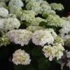 Hortensia - Hydrangea Macrophylla Mme Emile Mouillère 2 Hortensia - Hydrangea Macrophylla Mme Emile Mouillère -Naturelle Boutique hydrangea macrophylla mme emile mouillere 67798 1