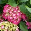 Hortensia - Hydrangea Macrophylla Baron Rouge 1 Hortensia - Hydrangea Macrophylla Baron Rouge -Naturelle Boutique hydrangea macrophylla red baron 6712421 1