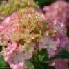 Hortensia - Hydrangea Macrophylla So Long Sunny 1 Hortensia - Hydrangea Macrophylla So Long Sunny -Naturelle Boutique hydrangea macrophylla so long sunny 85613 1