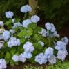 Hortensia - Hydrangea Macrophylla So Long® Ebony -Naturelle Boutique hydrangea macrophylla so long ebony 85809 1