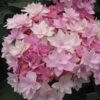 Hortensia - Hydrangea Macrophylla You And Me Romance -Naturelle Boutique hydrangea macrophylla you and me romance 67124 1