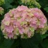 Hortensia - Hydrangea Macrophylla You And Me Together -Naturelle Boutique hydrangea macrophylla you and me together 67859 1