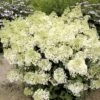 Hydrangea Paniculata Bobo - Hortensia Paniculé Nain -Naturelle Boutique hydrangea paniculata bobo 80690 1