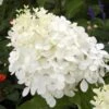 Hydrangea Paniculata Phantom - Hortensia Paniculé -Naturelle Boutique hydrangea paniculata phantom 748512 1