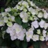 Hortensia - Hydrangea Runaway Bride 2 Hortensia - Hydrangea Runaway Bride -Naturelle Boutique hydrangea runaway bride 85487 1