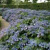 Hortensia - Hydrangea Serrata Veerle -Naturelle Boutique hydrangea serrata veerle 85618 1