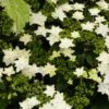 Hortensia - Hydrangea Macrophylla Fireworks White -Naturelle Boutique hydrangea macrophylla fireworks white 83183 1