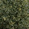 Houx Panaché - Ilex Aquifolium Argenteomarginata -Naturelle Boutique ilex aquifolium argenteomarginata 781647 1