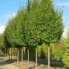 Carpinus Betulus Frans Fontaine - Charme Commun 2 Carpinus Betulus Frans Fontaine - Charme Commun -Naturelle Boutique image 2034