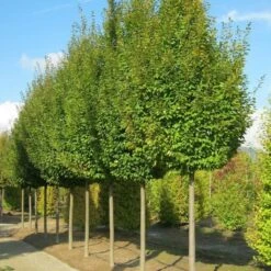 Carpinus Betulus Frans Fontaine - Charme Commun