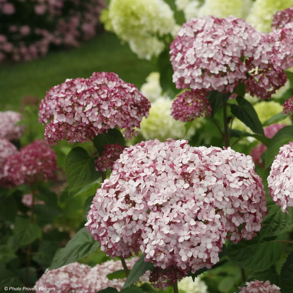 Hortensia Arborescens Sweet Annabelle 3 Hortensia Arborescens Sweet Annabelle