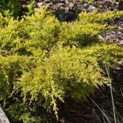 Genévrier - Juniperus Pfitzeriana Goldkissen