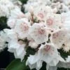 Kalmia Latifolia Zébulon - Laurier Des Montagnes Blanc Nuancé De Rose 1 Kalmia Latifolia Zébulon - Laurier Des Montagnes Blanc Nuancé De Rose -Naturelle Boutique kalmia Zebulon IF 16338 1