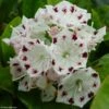 Kalmia Latifolia Freckles - Laurier Des Montagnes Noir Et Blanc -Naturelle Boutique kalmia latifolia freckles 9665 1 2