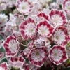 Kalmia Latifolia Minuet - Laurier Des Montagnes 1 Kalmia Latifolia Minuet - Laurier Des Montagnes -Naturelle Boutique kalmia latifolia minuet 781842 1