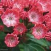 Kalmia Latifolia Pinkobello - Laurier Des Montagnes Rose Vif -Naturelle Boutique kalmia latifolia pinkobello 781989 1 1