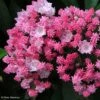 Kalmia Latifolia You Can - Laurier Des Montagnes En Camaieu De Rose -Naturelle Boutique kalmia latifolia you can 781987 1