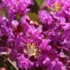 Lagerstroemia Indica Terre Chinoise - Lilas Des Indes -Naturelle Boutique lagers terre chinoise b90