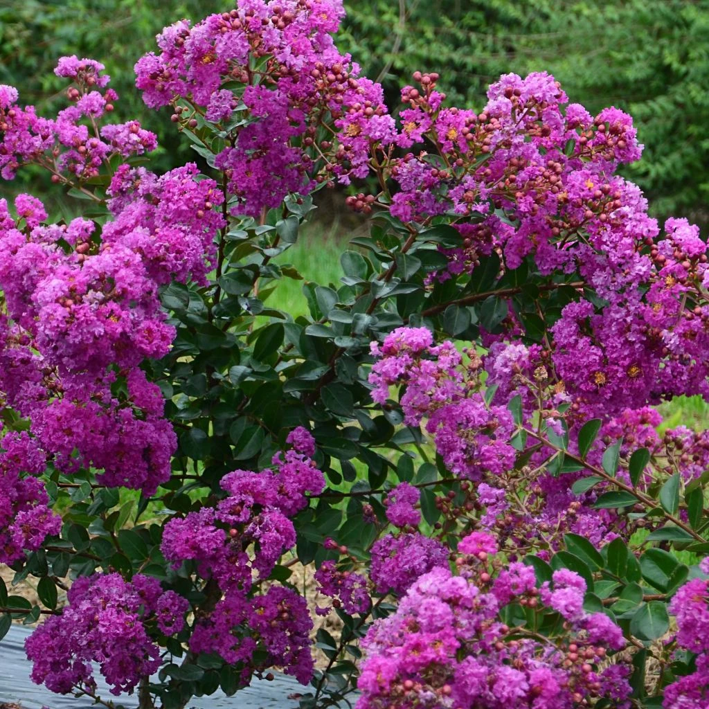 Lagerstroemia Indica Violet D'Eté Indyvio - Lilas Des Indes Violine 3 Lagerstroemia Indica Violet D'Eté Indyvio - Lilas Des Indes Violine