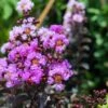 Lagerstroemia Indica Black Diamond Lavender Lace - Lilas Des Indes 2 Lagerstroemia Indica Black Diamond Lavender Lace - Lilas Des Indes -Naturelle Boutique lagerstroemia indica black diamond lavender lace copyright 1006861 1