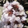 Lagerstroemia Indica Black Solitaire® (Black Diamond) Blush - Lilas Des Indes 2 Lagerstroemia Indica Black Solitaire® (Black Diamond) Blush - Lilas Des Indes -Naturelle Boutique lagerstroemia indica black solitaire blush 86041 1 1