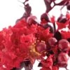 Lagerstroemia Indica Black Solitaire (Black Diamond) Crimson Red - Lilas Des Indes -Naturelle Boutique lagerstroemia indica black solitaire crimson red 86042 1