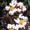 Lagerstroemia Indica Black Solitaire (Black Diamond) Pure White - Lilas Des Indes 1 Lagerstroemia Indica Black Solitaire (Black Diamond) Pure White - Lilas Des Indes -Naturelle Boutique lagerstroemia indica black solitaire pure white 86043 1 1