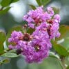 Lagerstroemia Indica Petite Canaille Mauve - Lilas Des Indes Mauve 1 Lagerstroemia Indica Petite Canaille Mauve - Lilas Des Indes Mauve -Naturelle Boutique lagerstroemia indica mauve 781975 1