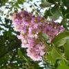 Lagerstroemia Indica Mauve - Lilas Des Indes -Naturelle Boutique lagerstroemia indica rose ld abbamouse 7623 1