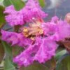 Lagerstroemia Indica Summer Beauty Centennial - Lilas Des Indes 1 Lagerstroemia Indica Summer Beauty Centennial - Lilas Des Indes -Naturelle Boutique lagerstroemia indica summer beauty centennial 85956 1
