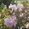 Lagerstroemia Indica Summer Beauty Hope - Lilas Des Indes 2 Lagerstroemia Indica Summer Beauty Hope - Lilas Des Indes -Naturelle Boutique lagerstroemia indica summer beauty hope 85957 1