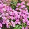 Lagerstroemia Indica Summer Beauty Ozark Spring - Lilas Des Indes 2 Lagerstroemia Indica Summer Beauty Ozark Spring - Lilas Des Indes -Naturelle Boutique lagerstroemia indica summer beauty ozark spring 85958 1