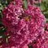 Lagerstroemia Indica Summer Beauty Velma's Royal Delight - Lilas Des Indes 1 Lagerstroemia Indica Summer Beauty Velma's Royal Delight - Lilas Des Indes -Naturelle Boutique lagerstroemia indica summer beauty velma s royal delight 85959 1