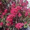 Lagerstroemia Indica Summer Charm Arapaho - Lilas Des Indes -Naturelle Boutique lagerstroemia indica summer charm arapaho 85953 1
