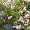Lagerstroemia Indica Summer Charm Hopi - Lilas Des Indes -Naturelle Boutique lagerstroemia indica summer charm hopi 85954 1